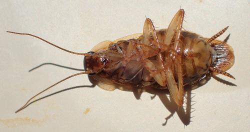 Blattella germanica